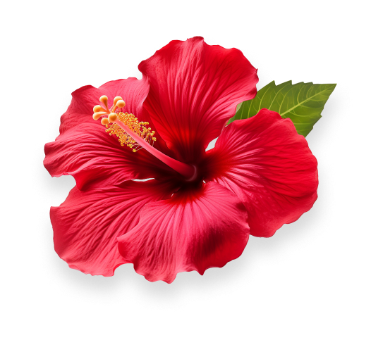 Hibiscus Extract
