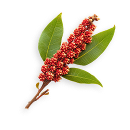 Amaranth Extract