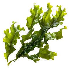 Sea Kelp & Marine Algae Complex